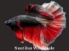 Picture of BETTA: HALFMOON MALE