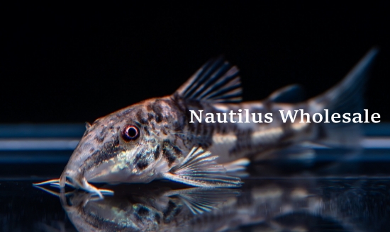 Picture of CORY: BARBATUS