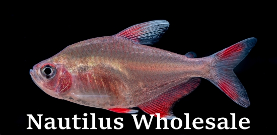Picture of TETRA: CANDY CANE (HY511)