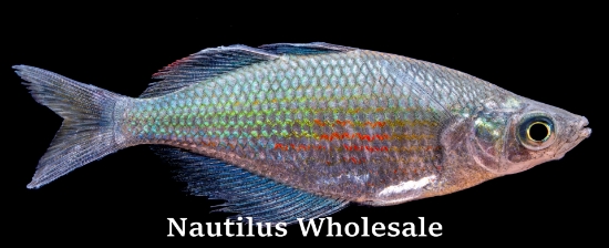 Picture of RAINBOW: EMERALD MD
