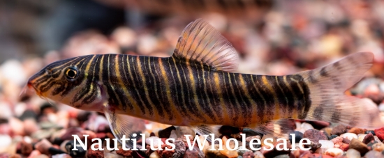 Picture of LOACH: ZEBRA (BOTIA STRAITA)