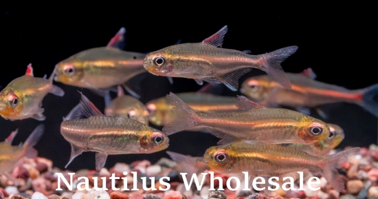 Picture of TETRA: GLOW LIGHT 