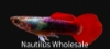 Picture of GUPPY: RED TUX ALL MALE