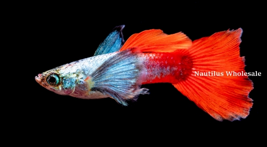 Picture of GUPPY: DUMBO EAR BUTTERFLY (M)