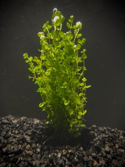Picture of POTTED BUNCHES;BABY TEARS