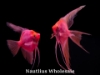 Picture of GLOFISH® STARFIRE RED® ANGEL LARGE