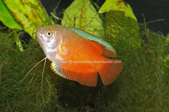 Picture of GOURAMI: RED FIRE MALE *ON SPECIAL*