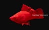 Picture of SWORD: RED FIRECRACKER