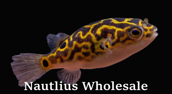 Picture of PUFFER: FIGURE 8