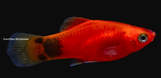Picture of PLATY: M/M RED