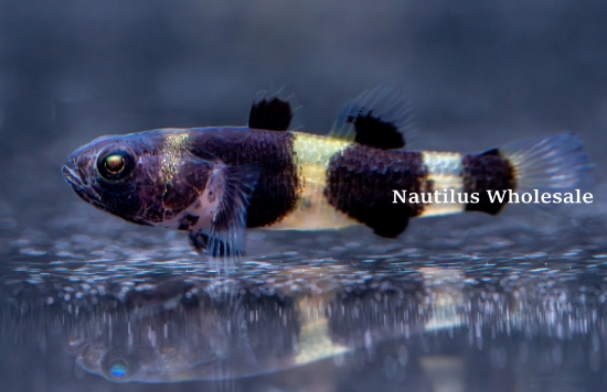 Picture of MISC: GOBY BUMBLE BEE FW