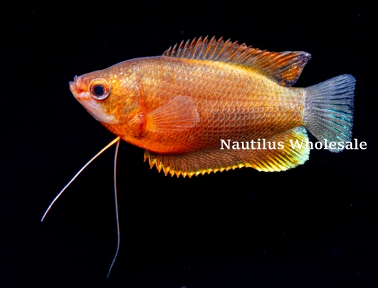 Picture of GOURAMI: SUNSET THICKLIP