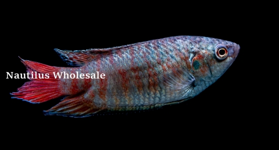 Picture of GOURAMI: PARADISE BLUE (FL)