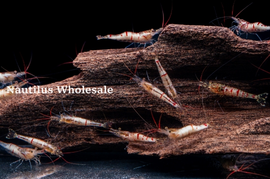 Picture of SHRIMP: SULAWESI SNOW ZEBRA 