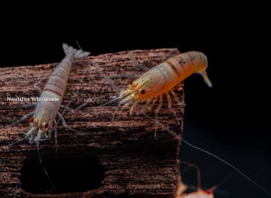 Picture of SHRIMP: GOLDEN BEE 