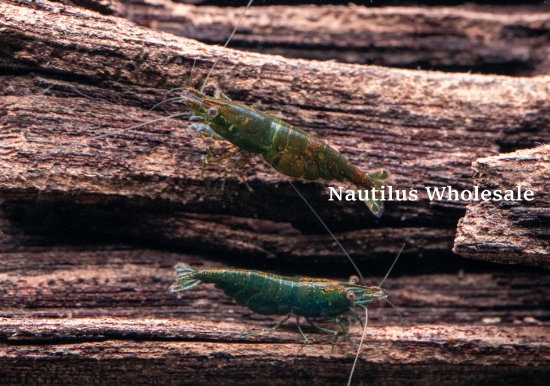 Picture of SHRIMP: GREEN HULK