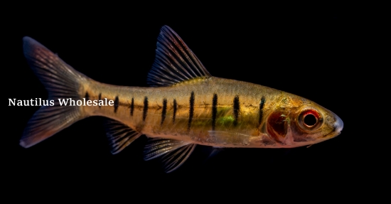 Picture of BARB: AFRICAN BANDED 