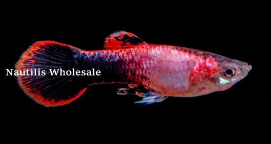 Picture of GUPPY: PINK TUX MALE