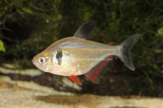 Picture of TETRA: BLACK PHANTOM *15 COUNT FREE FISH*