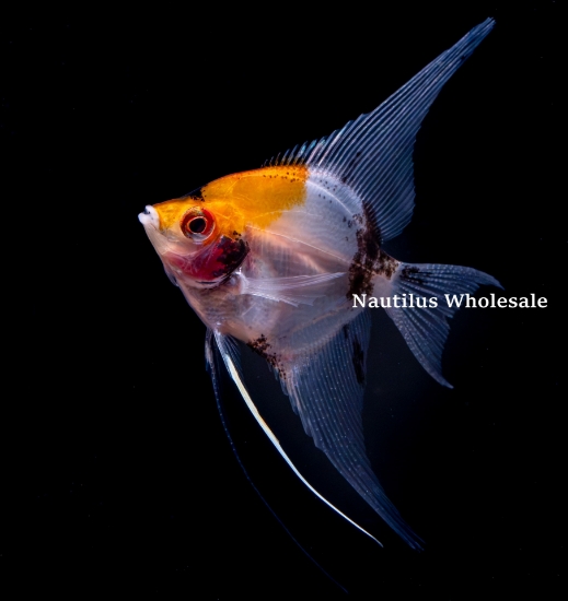 Picture of ANGEL: KOI REG