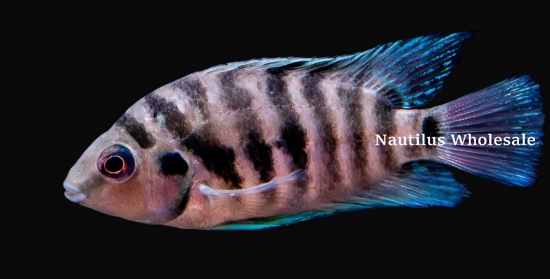 Picture of CICHLID: CONVICT BLACK
