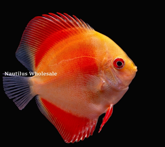 Picture of DISCUS: MARLBORO 2.5” (SINGAPORE)