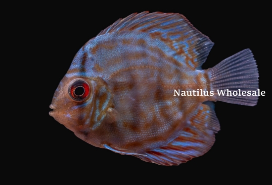 Picture of DISCUS: BLUE TURQ 2" (BANGKOK)