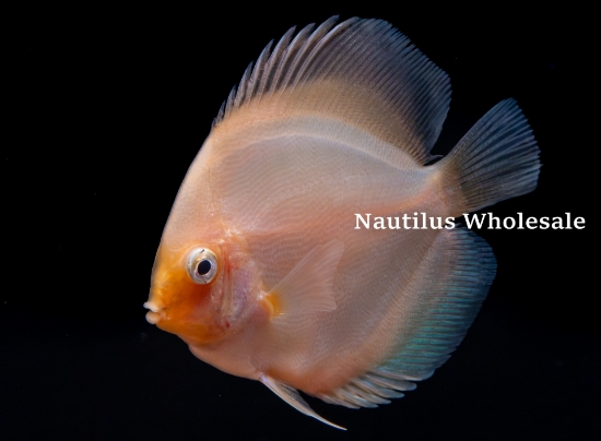 Picture of DISCUS: SNOW WHITE 2-2.5'' (SINGAPORE)