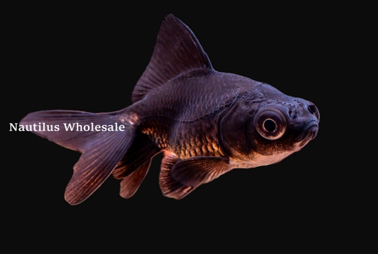 Picture of GOLDFISH: BLACK MOORE 5-6cm
