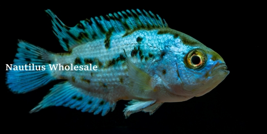 Picture of CICHLID: JACK DEMPSEY E.B. REG (FL BRED)