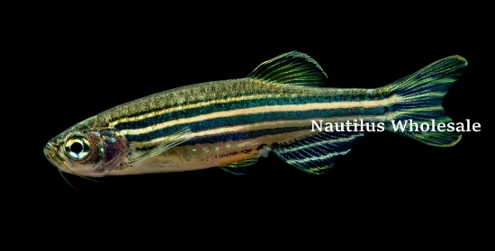 Picture of DANIO: ZEBRA (IMPORT)