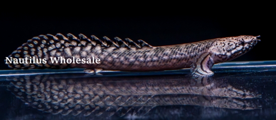 Picture of MISC: BICHIR ORNATE