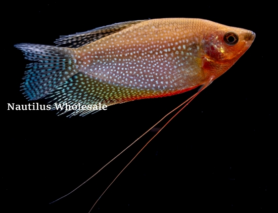 Picture of GOURAMI: GOLD PEARL