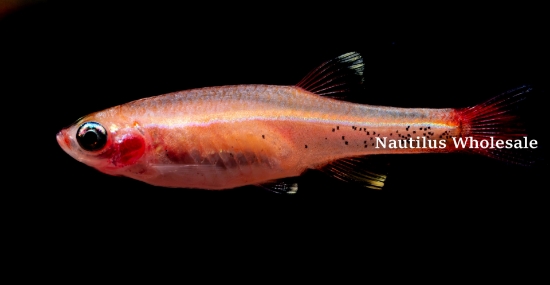 Picture of DANIO: WHITE CLOUD GOLD (IMPORT)
