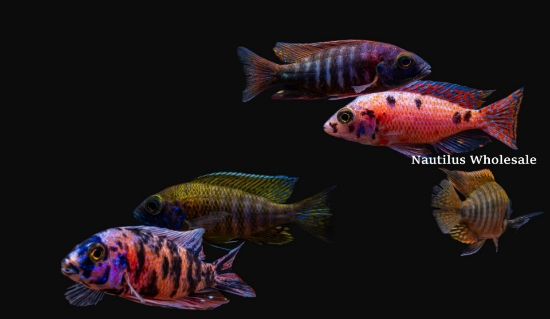 Picture of AFRICAN: PEACOCK ASST 3" (IMPORT - JUICED COLOR)