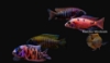 Picture of AFRICAN: PEACOCK ASST XLG
