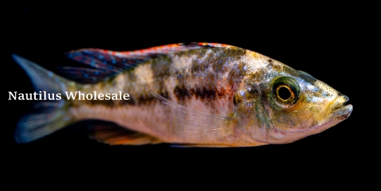 Picture of AFRICAN: HAP COMPRESSICEPS OB MD 