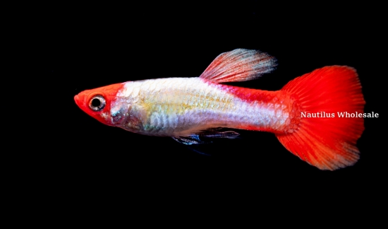 Picture of GUPPY: KOI MALE