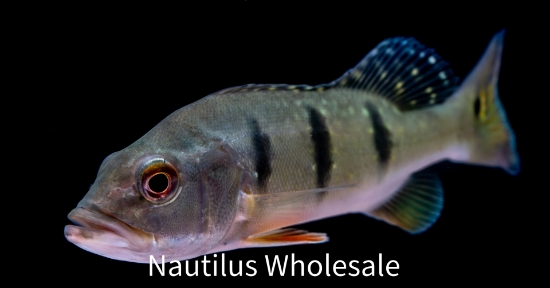 Picture of CICHLID: PEACOCK BASS 6-7" (NO OK ,MS)