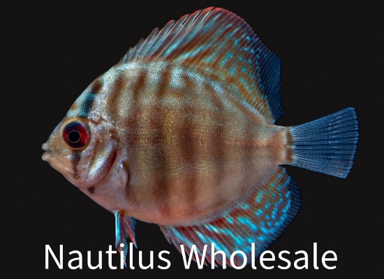 Picture of DISCUS: RED TURQUOISE 2.5"
