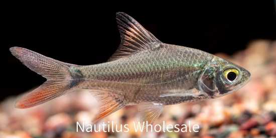 Picture of BARB: REDTAIL TINFOIL GOLD REG