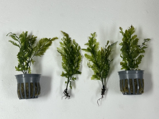 Picture of POTTED FERN AND LILY LIKE; BOLBITIS HEUDELOTII
