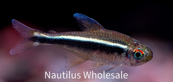 Picture of TETRA: BLACK NEON (IMPORT)
