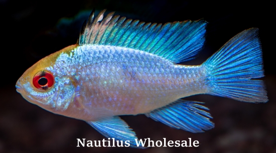 Picture of CICHLID: RAM ELECTRIC BLUE (IMPORT)