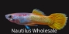 Picture of GUPPY: LEMON MALE