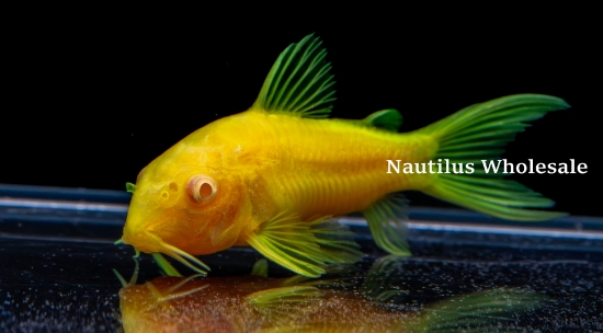 Picture of GLOFISH® CORY CELESTIAL YELLOW TM (NO HI)