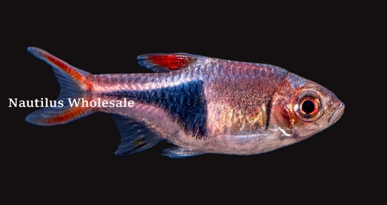 Picture of RASBORA: HET.  *14 COUNT FREE FISH*