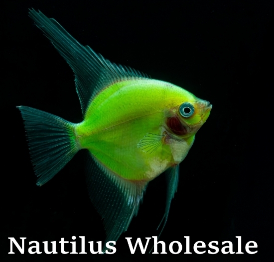 Picture of GLOFISH® ELECTRIC GREEN® ANGEL LARGE 