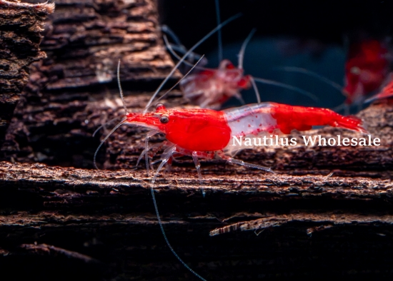 Picture of SHRIMP: RILI RED *12 FREE FISH*