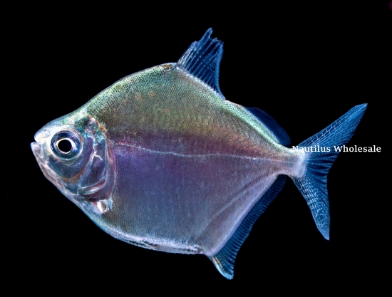 Picture of TETRA: SILVER $ *ON SPECIAL*